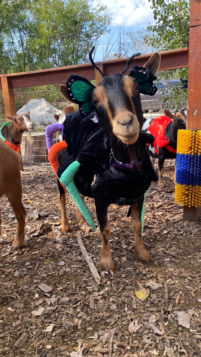 Homestead, Farm, Ranch &amp; Garden Community 10-29-25
🚜 B 2 of 7
<a href="/AJRichards/">AJ Richards</a>
<a href="/AJwasright76/">in·cog·ni·to</a>
<a href="/Akajohnssmith/">Akajohnsmith</a>
<a href="/Aksee5/">Aksee</a>
<a href="/AlaskanScribe/">Shannon Pretzel</a>
<a href="/excellent1247/">Carolyn Ruth</a>
<a href="/f_1man/">Case1070</a>
<a href="/FAFOFarmsTX/">FAFO Farms</a>
<a href="/FairrytaleG/">FairytaleGrasshopper</a>
<a href="/faithsteader/">Matthias the Disciple ✝️</a>
<a href="/KathyFortune9/">Kathy Fortune</a>
<a href="/KathySchanding/">Kathy Schanding</a>
<a href="/katie_lu91/">Katielu💜</a>
<a href="/keith__barrows/">Adorable Florida Deplorable</a>
<a href="/KellerVjlk/">Vickie One Nation Under God</a>
<a href="/Pembo210/">Pembo210</a>