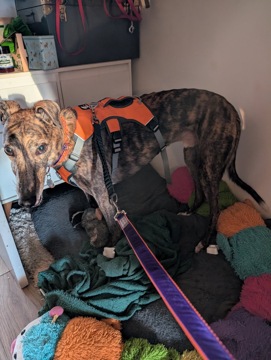 modeling thease new Item's from <a href="/IzzyandFinns/">Izzy & Finn's Hound Boutique</a> ! fancy new collar and Lead !