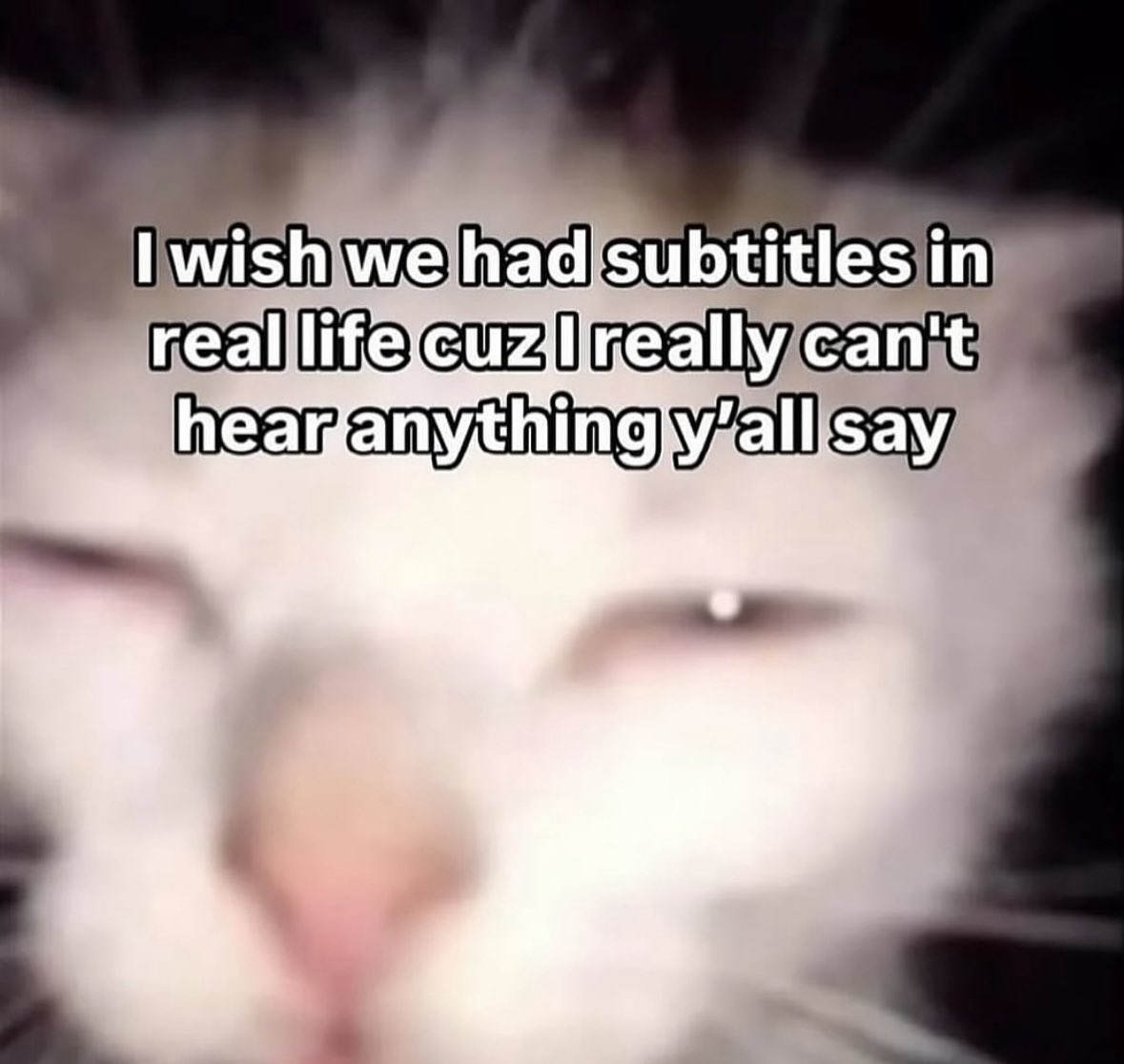 LiterallyMeCats (@literallymecats) on Twitter photo 