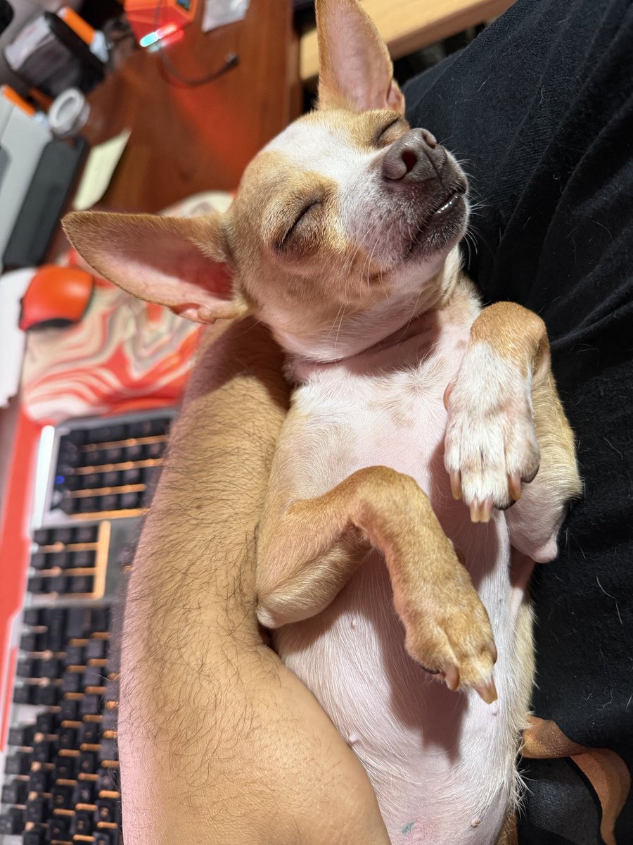 SatsChiChi's tweet photo. Napping after a hard day of sleeping. https://t.co/I3MQg3FK6D