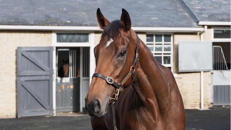 We are delighted to announce the purchase of Karthala today from <a href="/Tattersalls1766/">Tattersalls</a> he will head to <a href="/JCandlishracing/">JennieCandlishRacing</a> more info to follow in the coming days! 🔵🟡⚪️