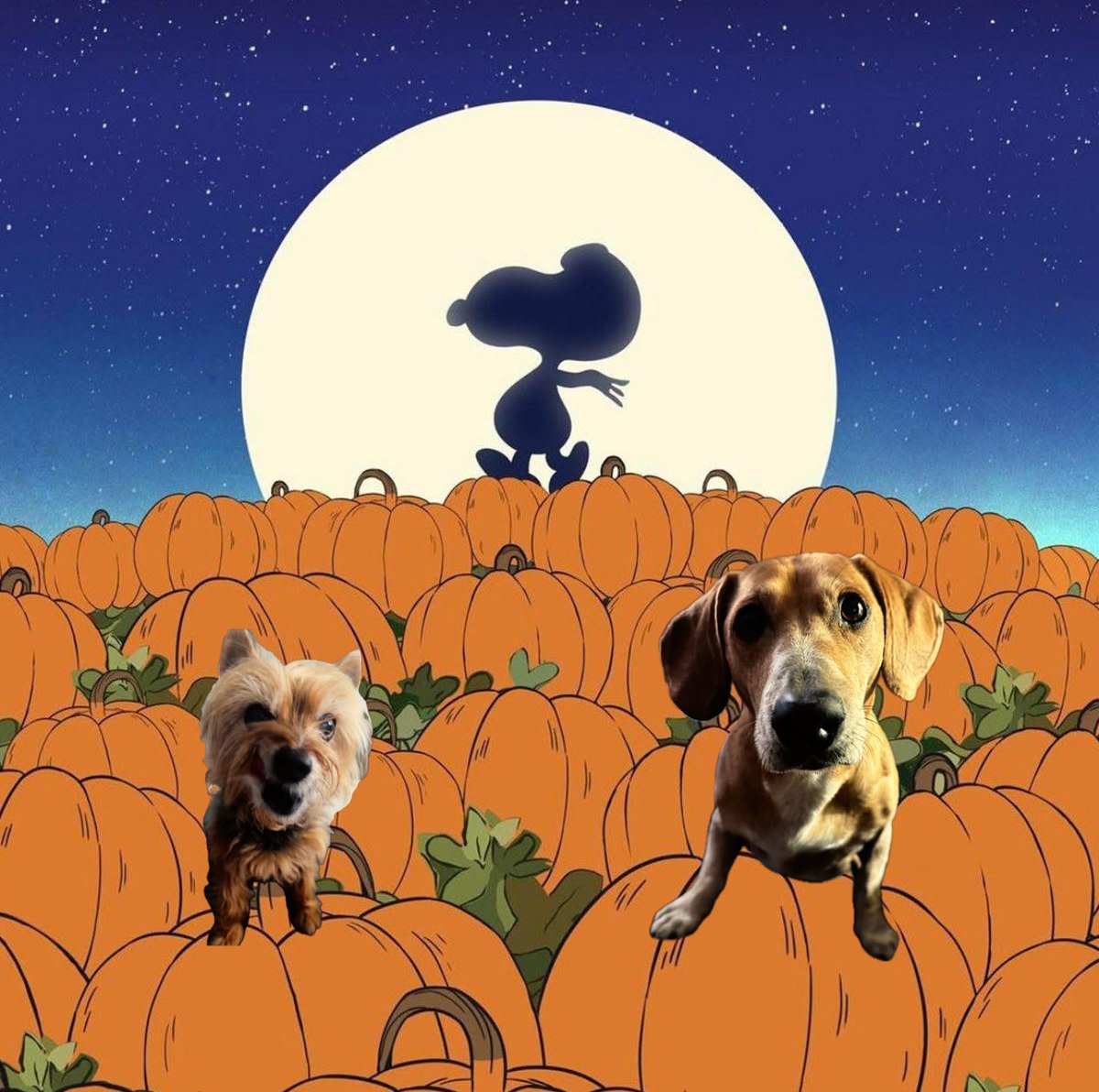 wade lambert (@wadenyc) on Twitter photo 