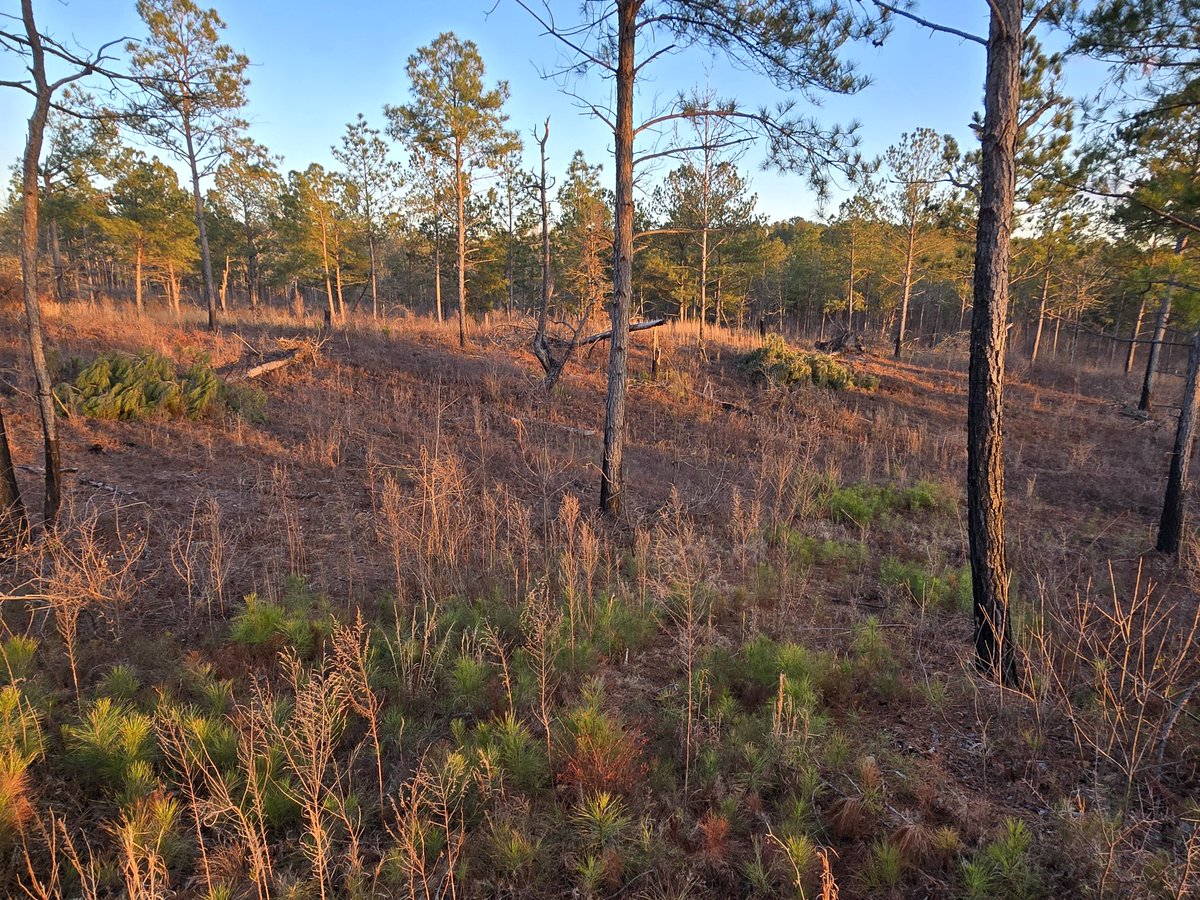 Jeff Warne tweet media