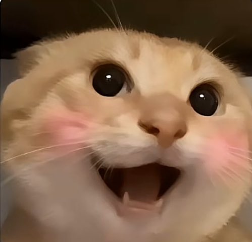 0xRofly's tweet photo. 🐱 这一轮 #Binance meme 太疯狂了。热度最高的不是狗，不是蛙，而是一只猫——#哈基米
起盘于BSC，一天几百倍，没VC、没白皮书、没Roadmap，只有社区和表情包。
这是中文meme的巅峰：文化＞逻辑，情绪＞理性。
哈基米不是项目，是一次集体狂欢。
且哈基米是唯一一个在没有二圣带货的情况下，直接上了Alpha的中文 meme 项目。
没人能否认——这只猫，把币圈的心跳拉满了。
#Hajimi #哈基米 #MemeSeason #CryptoCN #BSC