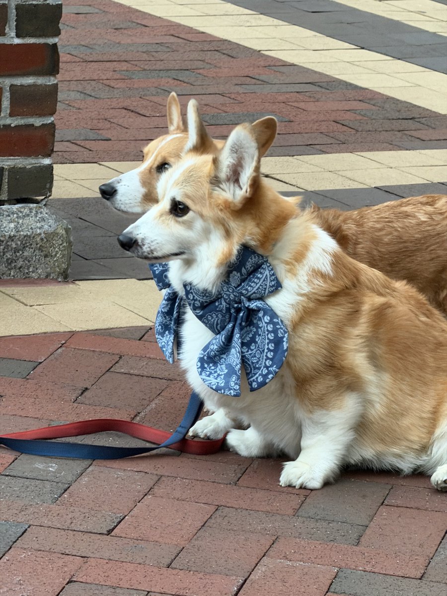 rkdzx's tweet photo. Boston Doggos 😍🐾 https://t.co/rlgfRYrFMJ