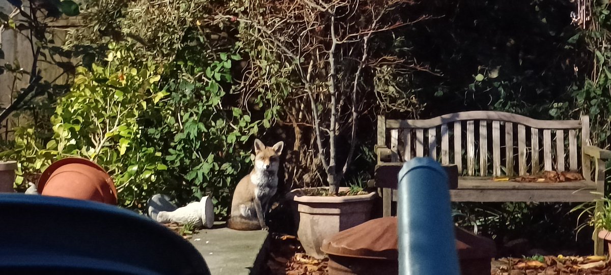 It's learnt to pose for the photo...