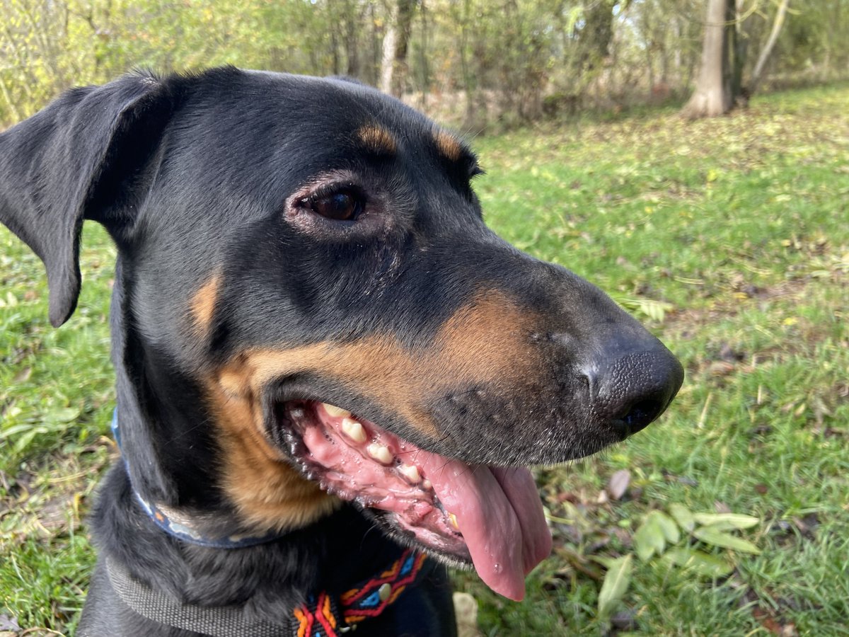 Nero zachorował 💔
Diagnoza: wirusówka, stan zapalny oczu, antybiotyk + krople kilka razy dziennie 😢
Na szczęście leczenie działa — Nero powoli wraca do sił 💚🍀
Niestety, koszt leczenia przerasta nasze możliwości, a zbiórka stoi w miejscu…
👉 ratujemyzwierzaki.pl/leczenienera