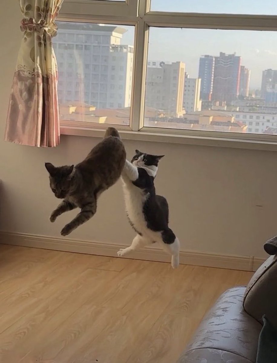 Out Of Context Animals (@cntxtanimai) on Twitter photo 