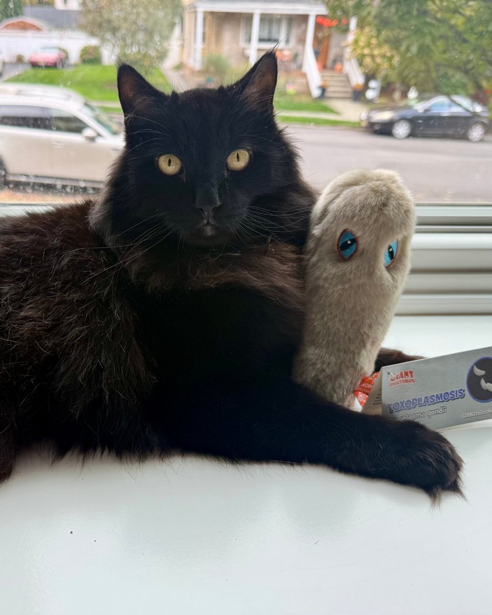 🖤 Meet #Toxoplasmosis – the purr-fectly spooky #parasite hiding in plain sight! 🐈‍⬛ Bring #science + chills this #Halloween with your own plush… no litter box required 🎃

Shop now: giantmicrobes.com/us/products/to…

#SpookySeason #GIANTmicrobes #NationalCatDay #BlackCats