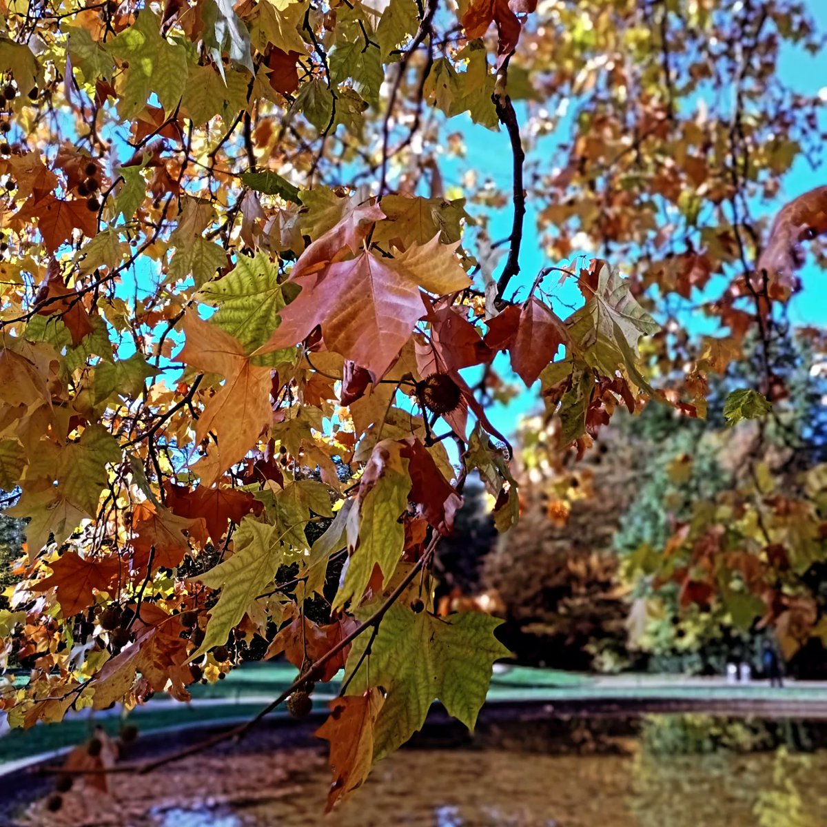 DLabreure's tweet image. Parc de Sceaux , automne 2025
@SceauxMP