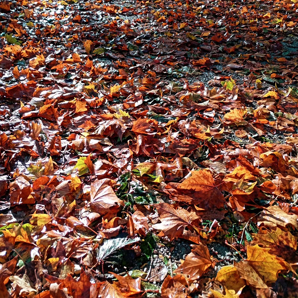 DLabreure's tweet image. Parc de Sceaux , automne 2025
@SceauxMP