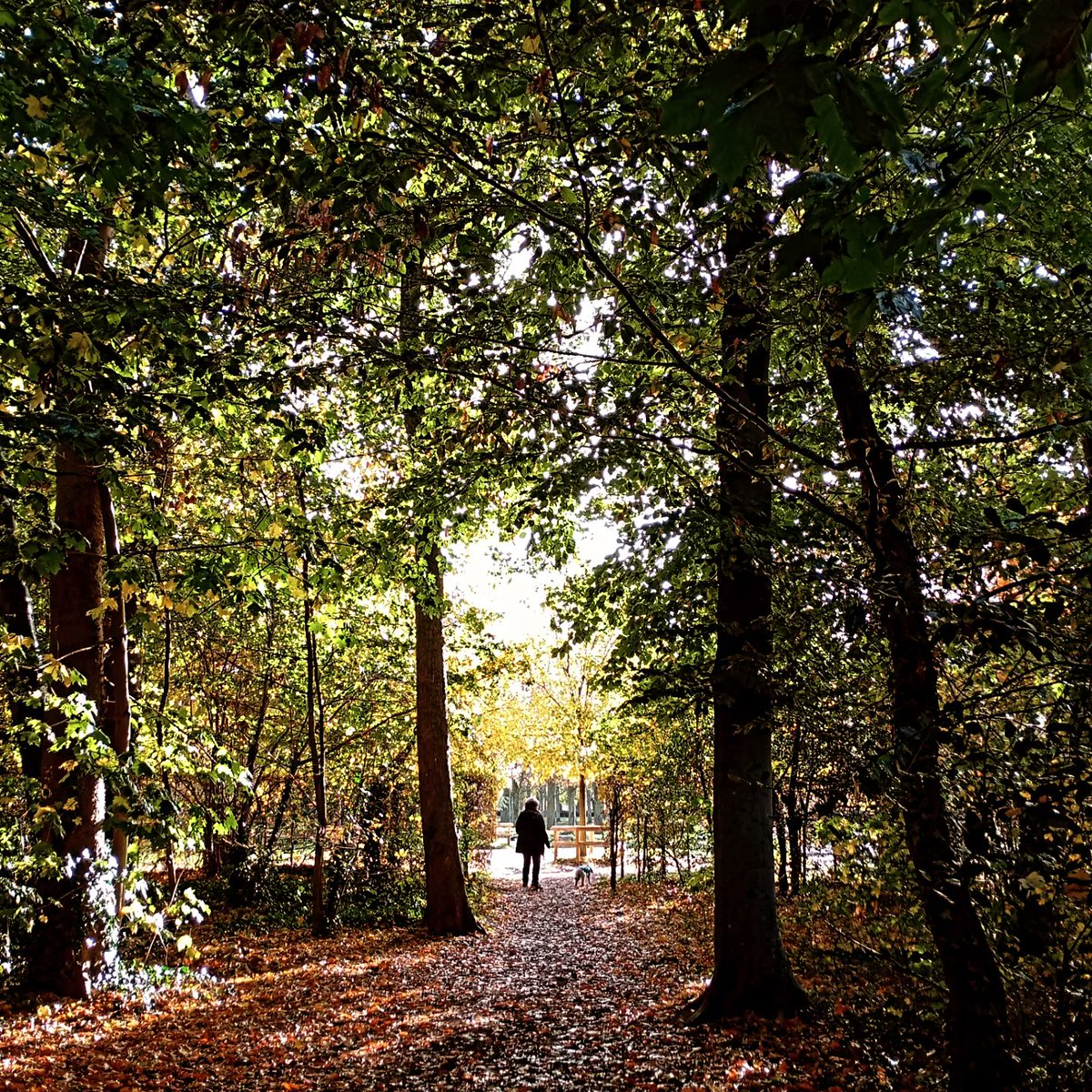 DLabreure's tweet image. Parc de Sceaux , automne 2025
@SceauxMP