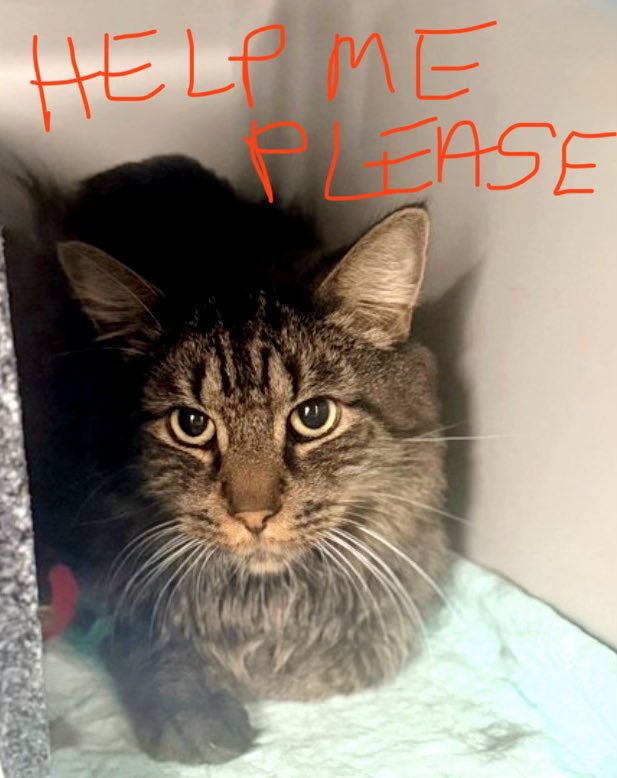 🆘CODE RED•LAST CALL🆘
Desperately sad, lonely and scared, fragile #SENIOR SNEAKERS (9yrs) needs #IMMEDIATE #RESCUE‼️

*PLEDGES CRUCIAL TO SAVE HIS LIFE*

PLEASE #RT #PLEDGE #FOSTER #ADOPT - ALL you can do to #HELP✔️
#cats #NYC #AdoptDontShop #SharingSavesLives
RT<a href="/PeterAskin1/">Peter Askin</a>