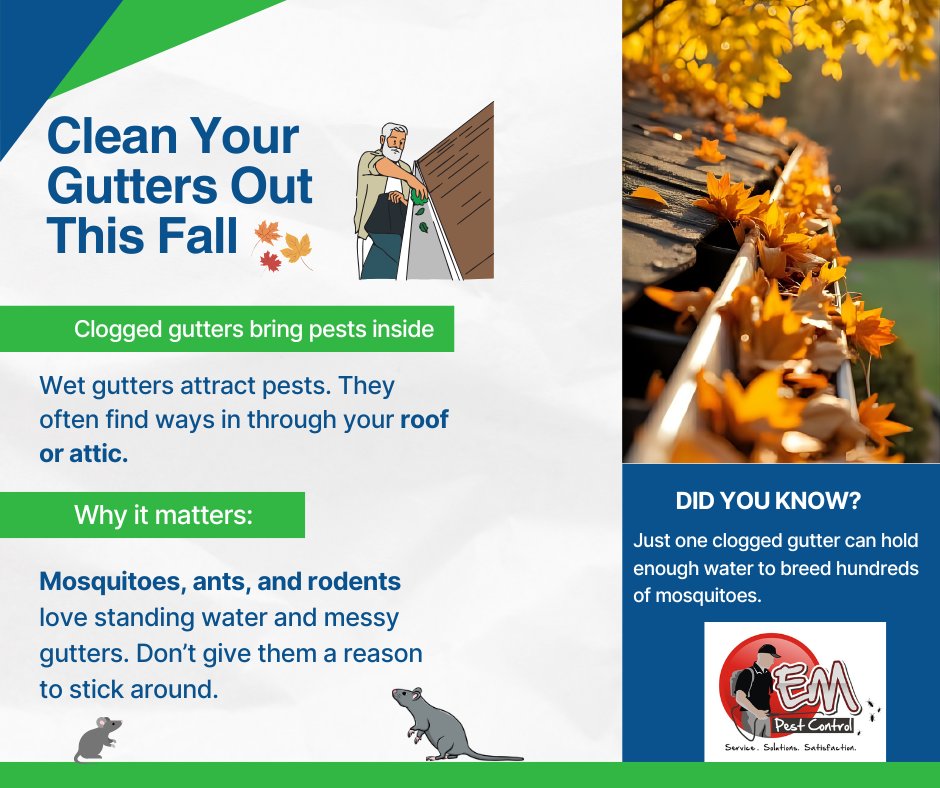 empestcontrol14's tweet image. Your dirty gutters are supplying pests with 3 resources: Shelter, Water, &amp;amp; a Highway. Cut the supply chain! Clean out debris to eliminate the habitat sustaining crickets and other pests. Proactive pest exclusion leads to pest-free living. #PestPrevention #PestControl