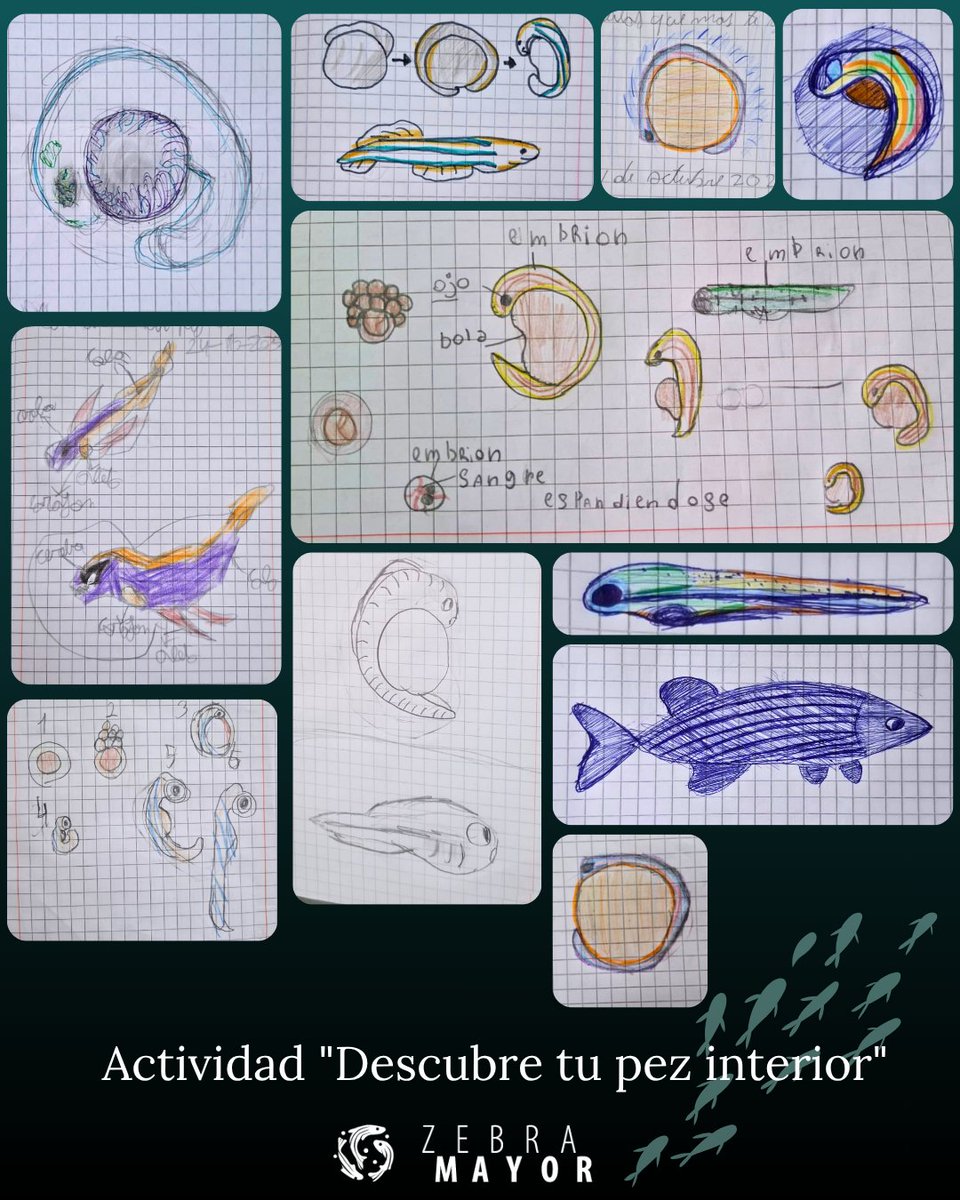 zebramayor's tweet image. El pasado viernes el Dr. @canicacanica visitó al 4to básico del Centro Educacional Ernesto Yañez Rivera, donde "dedcubrieron su pez interior"
🐟🏫🎒✨️
¡¡Fíjense del detalle de las hermosas ilustraciones que hicieron!!
🥰👨‍🎨👩‍🎨
#fishlab #scienceoutreach #scientificart