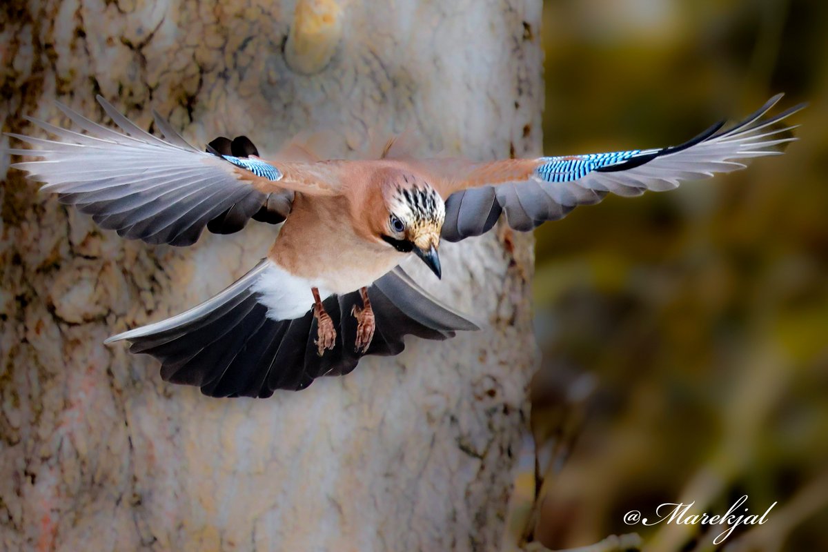 marekjal's tweet image. Sójka. 

Garrulus glandarius.
