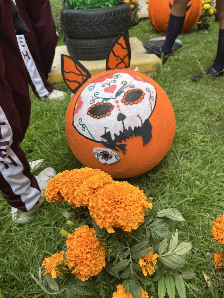 ZulyRubioF's tweet photo. Calabazas gigantes 🎃 https://t.co/CsaaebLD5i