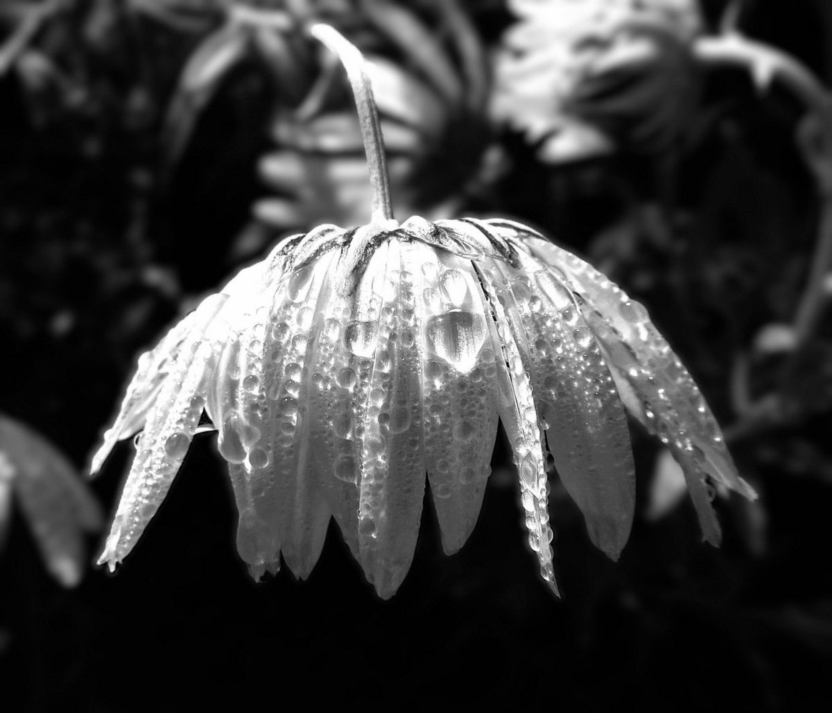 StAustellU3A's tweet image. Our Happy Snappers group&apos;s winning photographs this month are truly stunning! #u3a_uk #U3A #Retirement #retirementlife #kernow #learnlaughlive #retirementliving #cornwall #blackandwhitephotography #monochromephotography #monochrome #blackandwhite