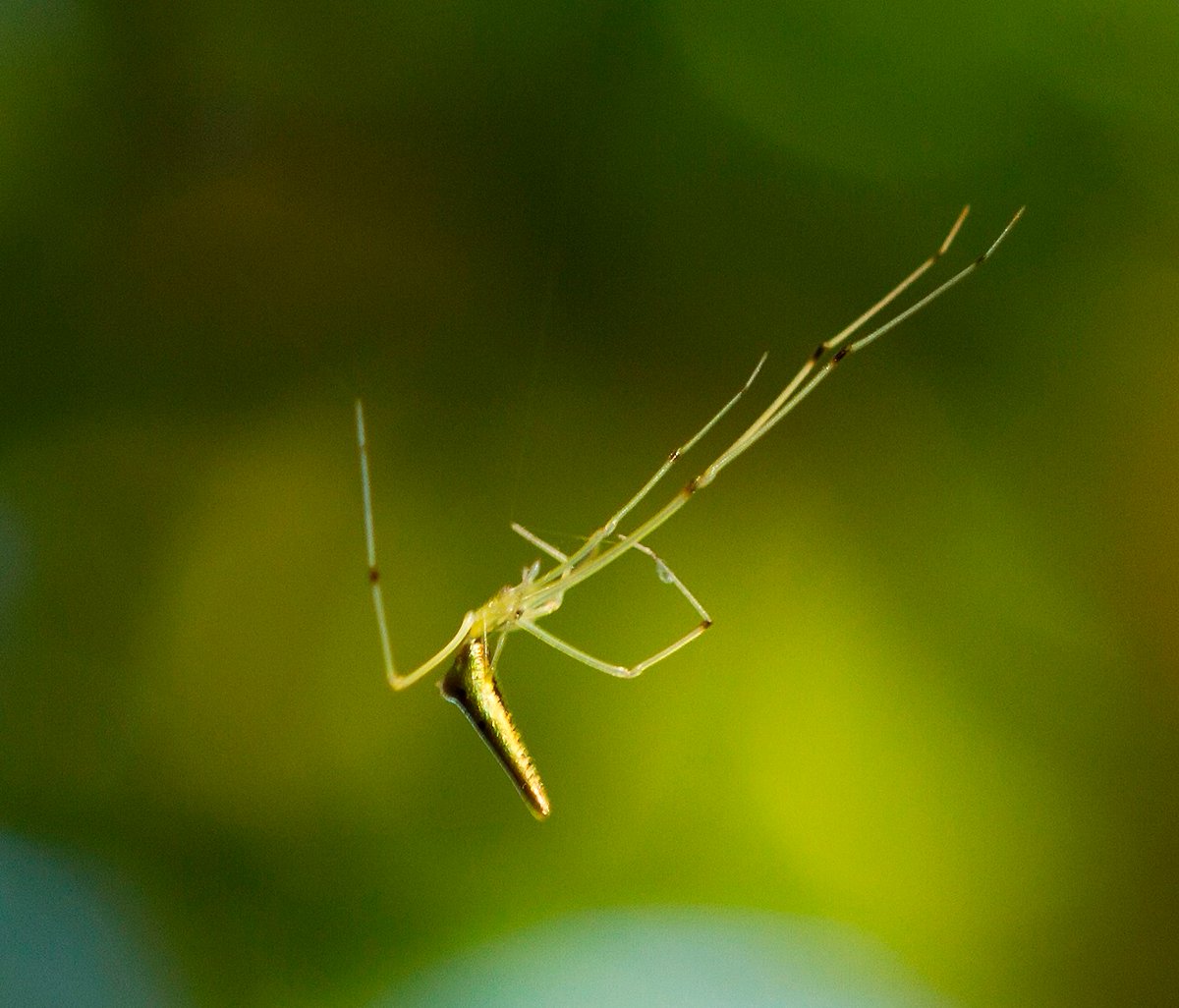 🧵2/3 "A Global Biodiversity Treasure Tove" 💎
SRT has been supporting work to safeguard St Helena's cloud forest, one of the worlds rarest and most invertebrate-rich ecosystems, home to over 250 #endemic invert species, including the Spiky Yellow Woodlouse and Golden Sail Spider