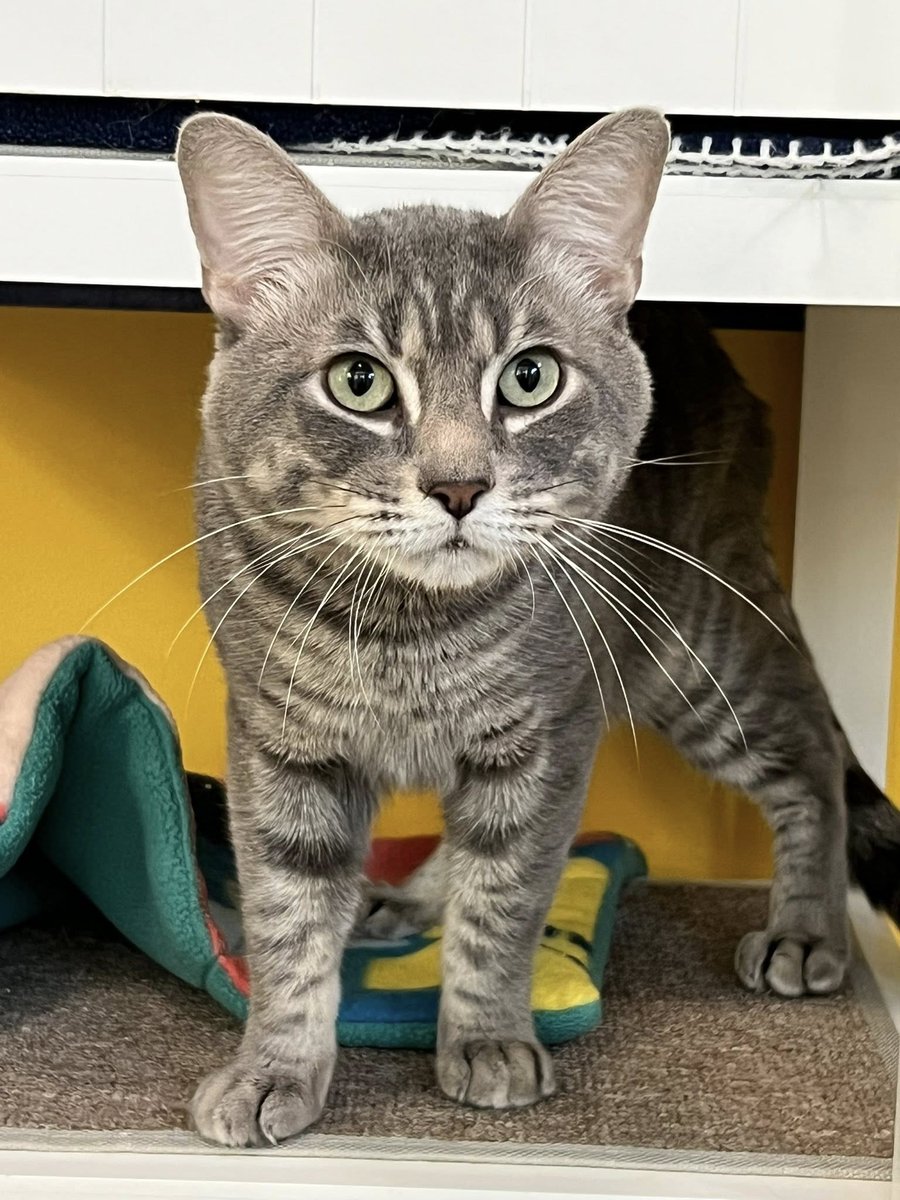 Happy National Cat Day to everyone — except the people who call being “dog people” a personality trait 😏

Cats are celebrating by napping dramatically &amp; knocking things off counters (as they should).

🎃 $13 cat adoptions thru Oct 31
📍 BradshawShelter.net 🐈‍⬛