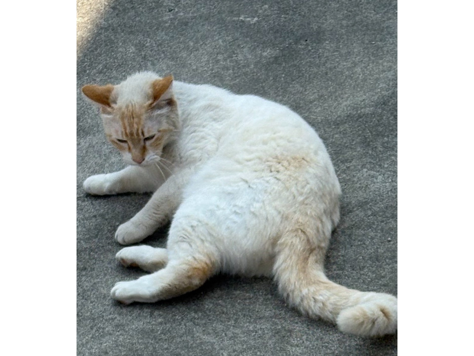 しろいねこ 確認用 Former stray cat. An unusual mommy's boy. - YouTube