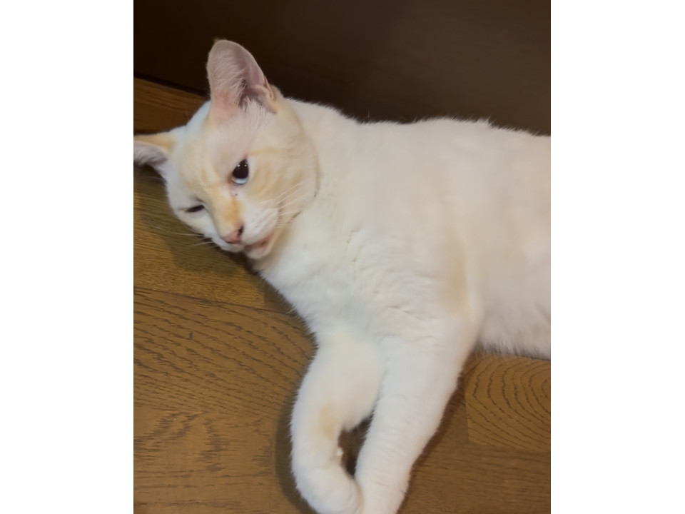 しろいねこ 確認用 楽天市場】開閉注意 ステッカー シール 猫がいます ネコ 脱走防止 玄関