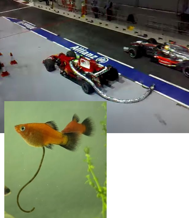 Torque_is_Cheap's tweet photo. #GuppyGate 😁 #F1
https://t.co/OdyTKLIVgb https://t.co/oXQ2cu7fE2