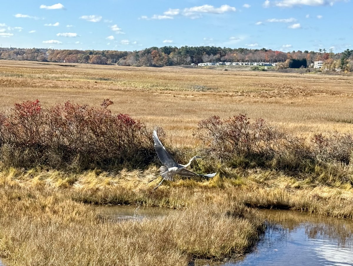 Great blue heron is the main attraction on one of the final days in October. #heron #maine #mainecoast #birdphotography #birds#nature#naturephotography #marsh #eastcoast #newengland