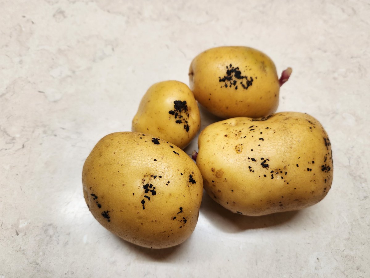 Time to start rating #Rhizoctonia trials.  #BlackScurf #GaiaResearch