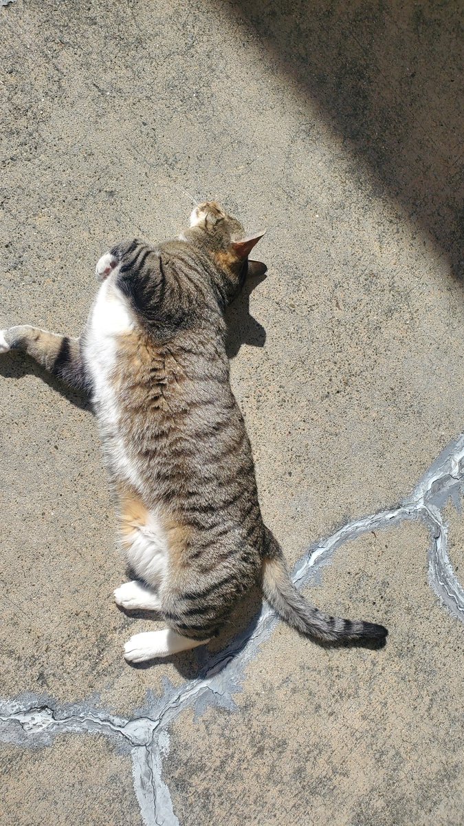 #NationalCatDay