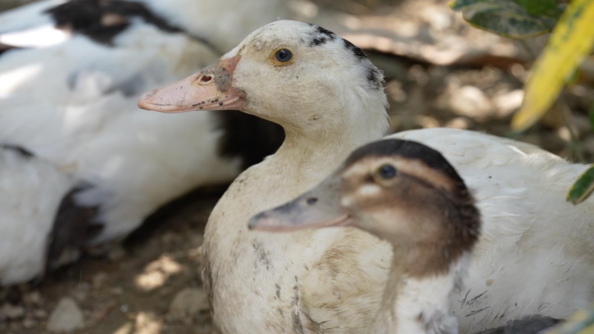 Ante las severas afectaciones a la vida silvestre, plantas y animales, por el #derrame de hidrocarburos en #RíoPantepec, en el municipio de #ÁlamoTemapache, #Veracruz, <a href="/UNBIOMX/">UNBIO</a> hizo un enérgico llamado a la <a href="/PROFEPA_Mx/">PROFEPA</a>  y <a href="/agencia_asea/">ASEA</a>, para que actúen de manera inmediata y