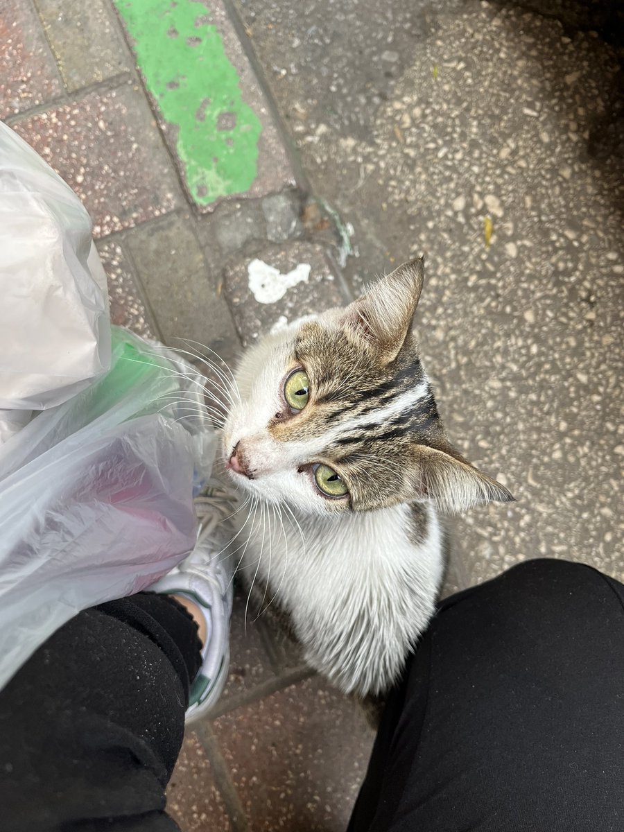 İki başını okşadık diye aşık oldu enayi nasıl bakıyo