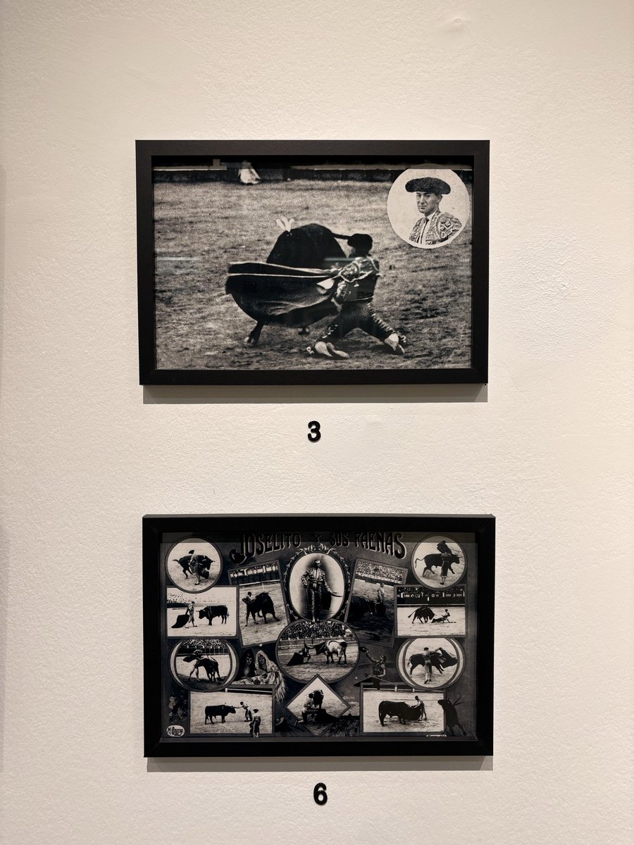 Gallito en Arganzuela.