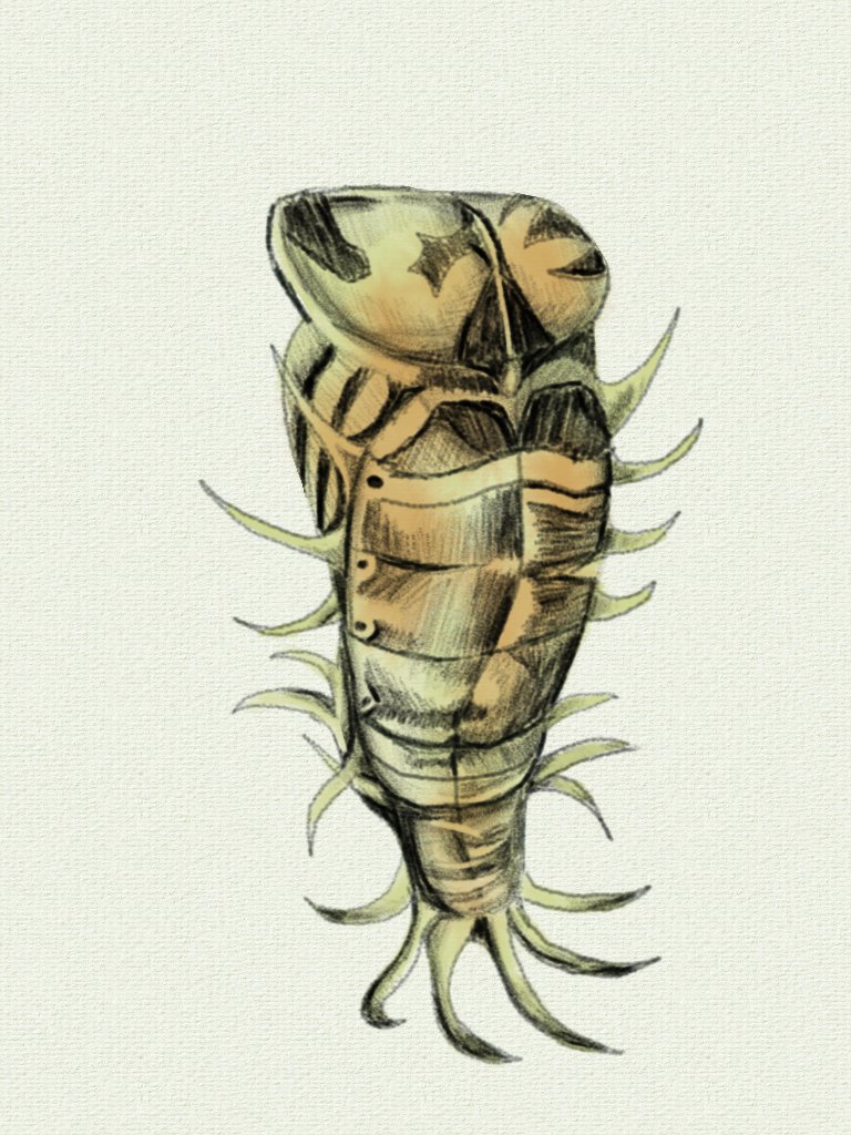 lichk107's tweet photo. Tortoise shell beetle pupa study 
.
.
#sketchart #sketchbook #sketch #insect #insectdrawing #art #digitalart #esboço #inseto #artedigital #arte https://t.co/vBw9sKG1mO