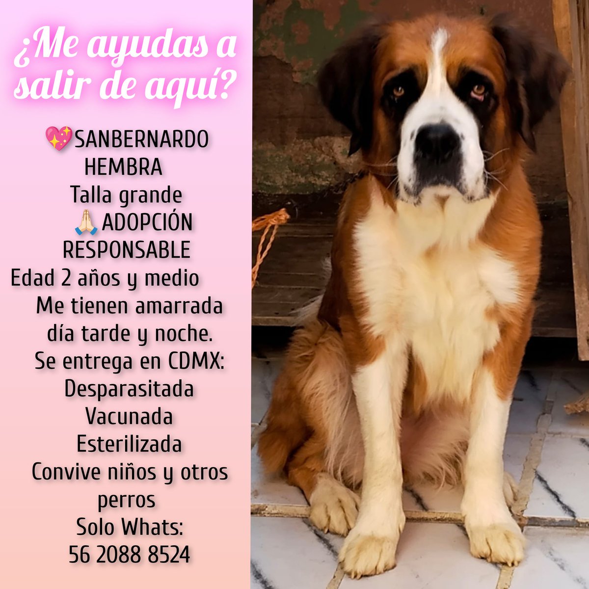 LaColoniaJuarez's tweet image. Me llamo Hiedra y soy una perrita San Bernardo que quieren dormir porque nadie me cuida y vivo amarrada día y noche. 
¡Dame una oportunidad!
🩷Soy amorosa y juguetona🩷 
Informes al 56 2088 8524
CDMX.
