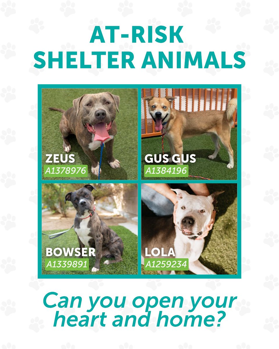 Only 1 in 5 shelter animals are reclaimed by their owners. 

The rest are part of an ongoing space crisis at The Animal Foundation.

We need adopters or fosters for medium and large dogs (6+ months, 35+ lbs). 

View the shelter animals who need you most: bit.ly/47teUX9