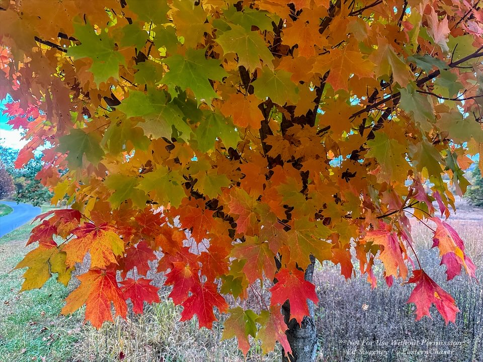 EasternChaser's tweet image. Some pretty vibrant fall colors at Valley Forge National Park in suburban Philadelphia, PA yesterday: #pawx #fallcolors #Autumn #FallFoliage