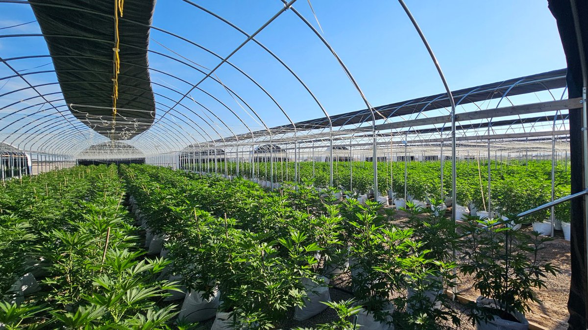 Pecos Valley Production - Dispensary & Wholesale tweet media