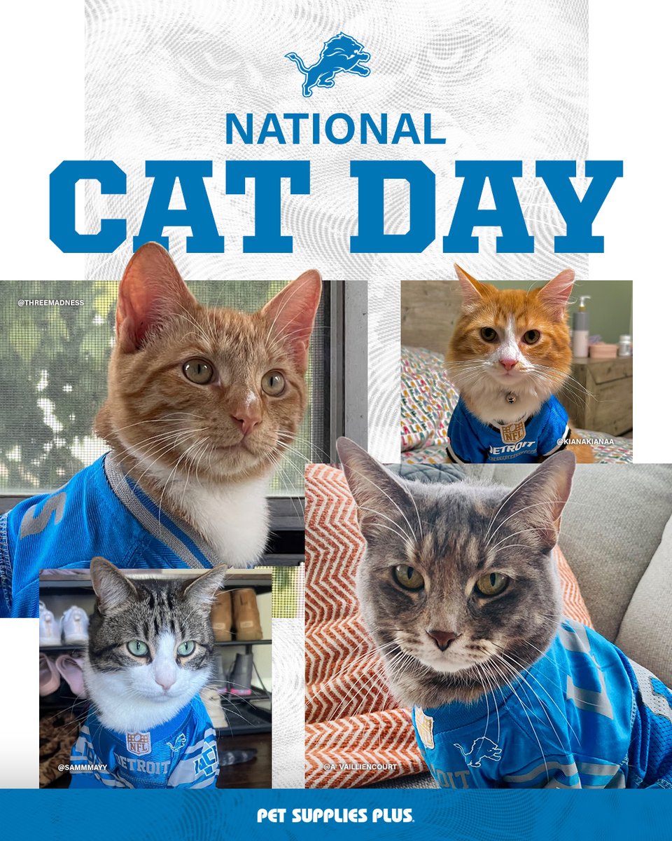 Lions's tweet image. 🐈