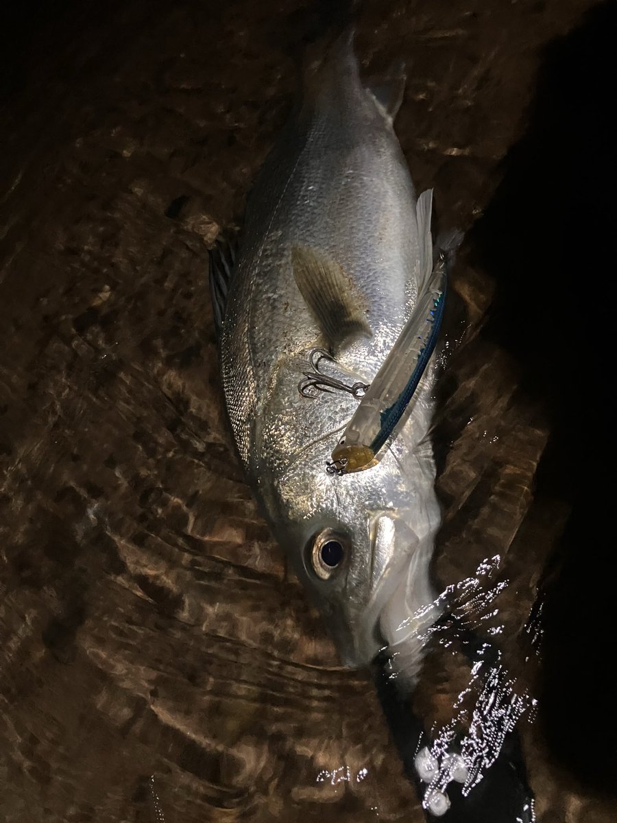 okunotofishing's tweet photo. やっぱりｷﾀ━━━━(ﾟ∀ﾟ)━━━━!!
#清流鱸
#シーバス
#川鱸
#リバー
#タックルハウス
#TKLM https://t.co/sN5rYtzsum