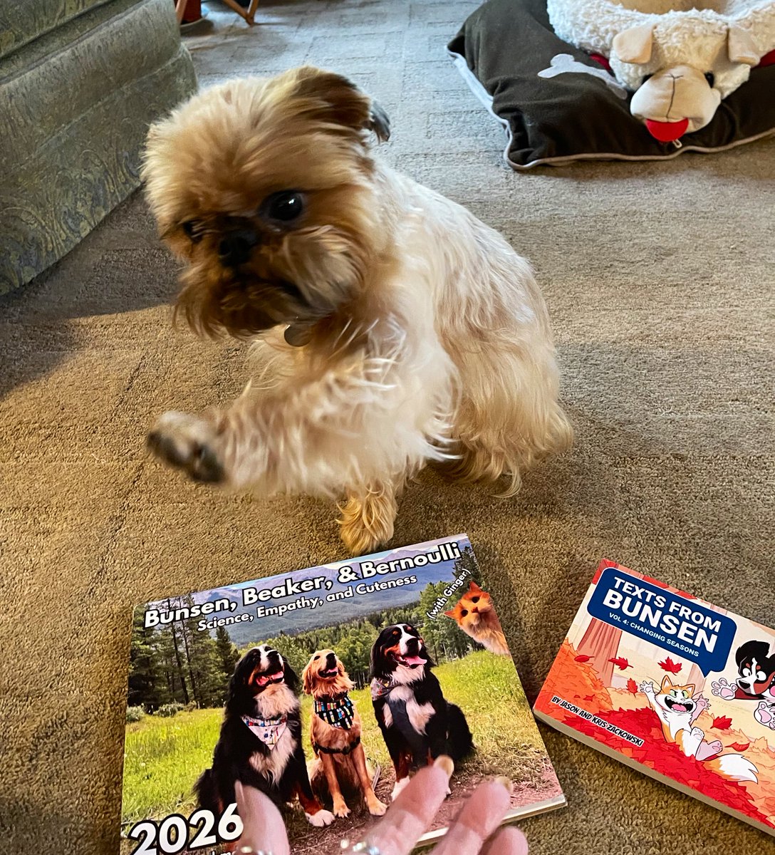Yorkie7's tweet photo. ๐๐๐๐!!!!!๐๐๐ฅฐ๐ฅฐโค๏ธ๐พ
We just got the 2026 Bunsen, Beaker, and Bernoulli calendar and TFB Volume 4!! FURIST EDITION!๐
I, Trixie, rate this four paws! GET one soon before they are gone!๐พ๐พ๐พ๐พ๐ฅฐ
@bunsenbernerbmd
#pawpack https://t.co/4wGhDx9Co1