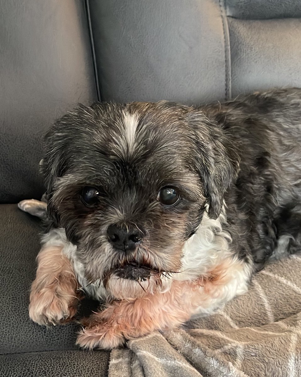 blaze4765's tweet photo. Professional cuddler, part time snack inspector 😋
#cutie #DogsLover #Fluffy #chillin #dogs https://t.co/q6ige3hXPB
