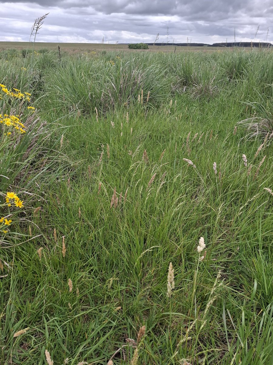 Campos naturales del basalto uruguayo!!