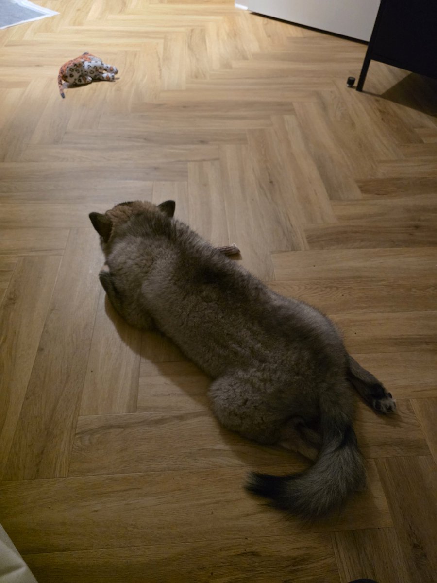 Bébé fatigué de sa journée 
Repos dans la room jusqu'à demain 🥰 #FBL13