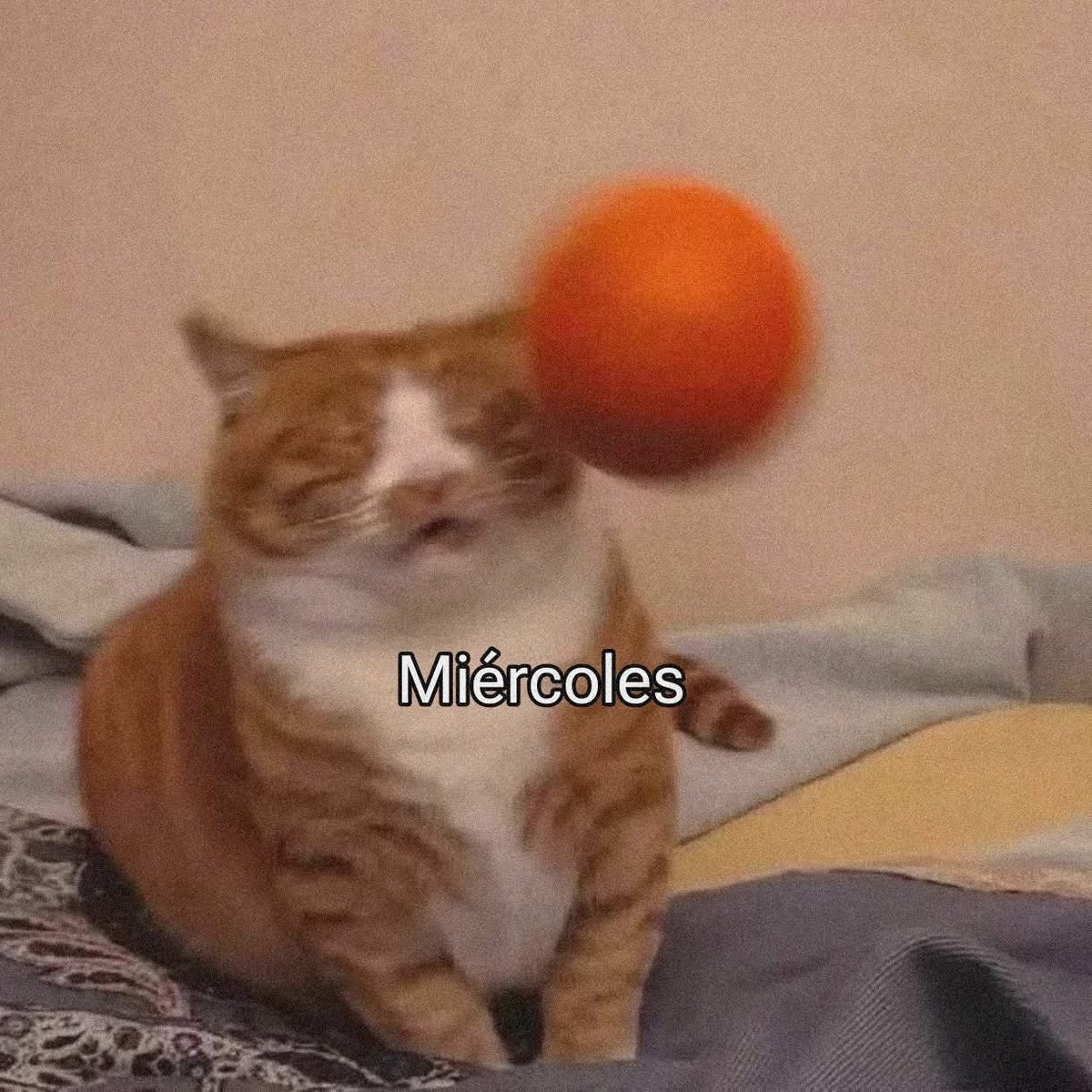 Dilo con gatitoz tweet media