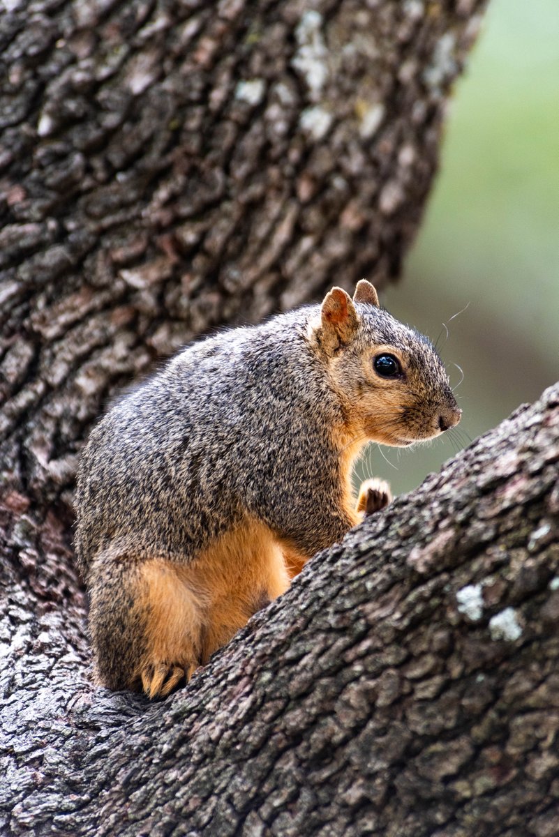 UNTsocial's tweet photo. UNT squirrels > regular squirrels. 💚

It’s #NationalSquirrelAwarenessMonth, so show some love — snap pics, not snacks! 

Read about our most famous furry friend, Lucky: https://t.co/7Bqj0bBsRB https://t.co/CRjphZzDyb