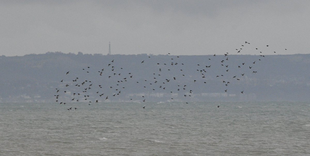 An all day seawatch with birds moving from dawn till dusk with the highlights being a Grey Phalarope, 61 Little Gulls, 3332 Razorbills, three Little Auks, a Leach's Petrel and two Sooty Shearwaters west. 3757 Starlings arrived in-off the sea as well as smaller numbers of Skylarks