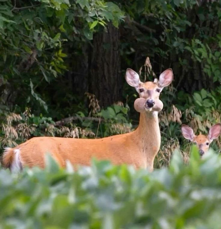 so full of strawberries. yum