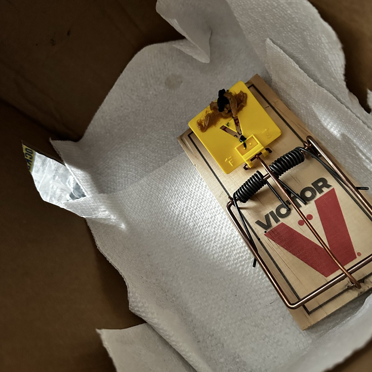 sigridoneeye's tweet image. Sorry for not tweeting much lately, I’ve been sick and been attempting to quell the vermintide that has beset our home by making little houses that WILL MURDER THEM