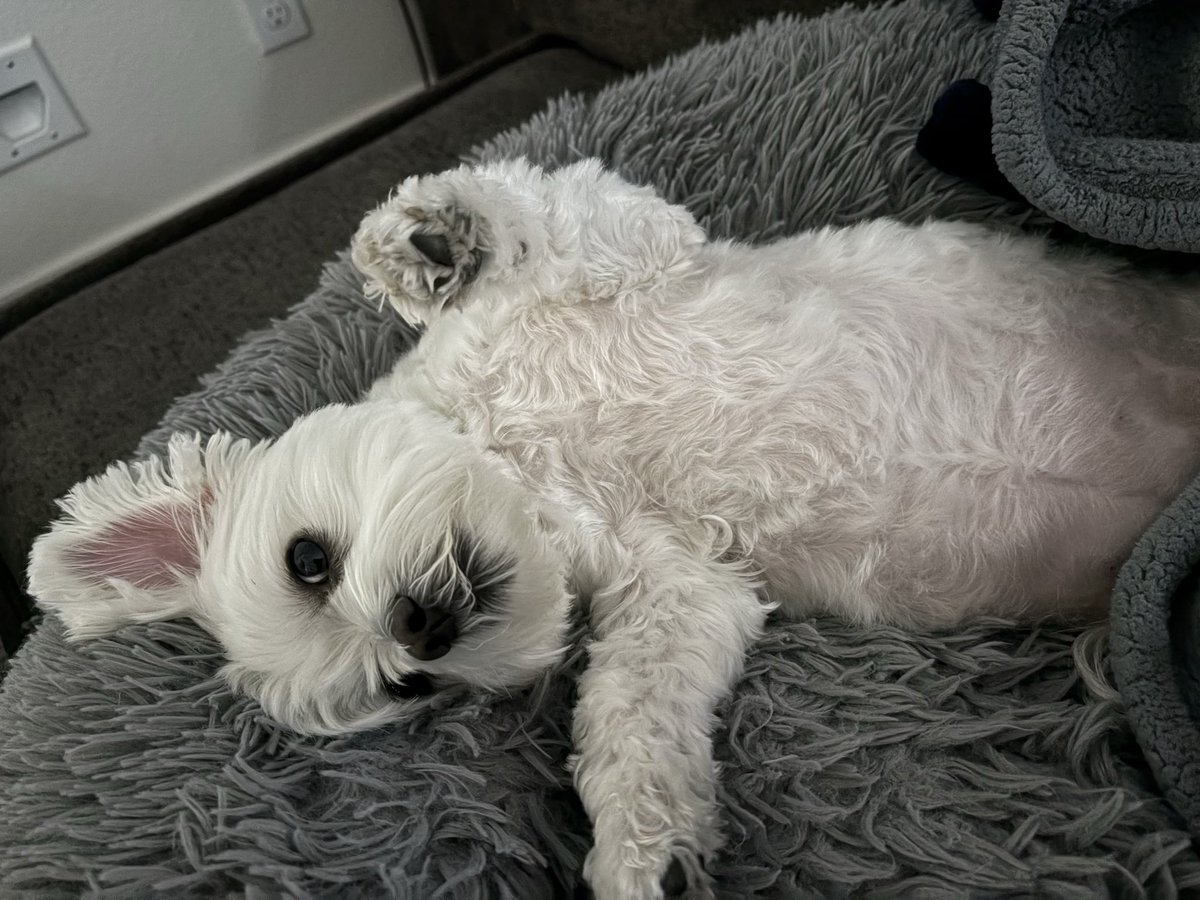 williammichael's tweet image. Come home daddy.